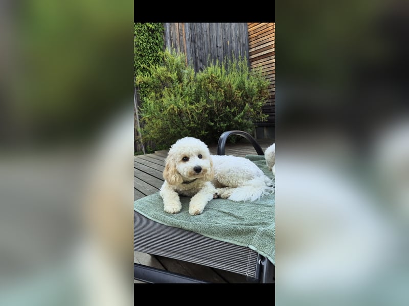 Bichon Frise / Pudel