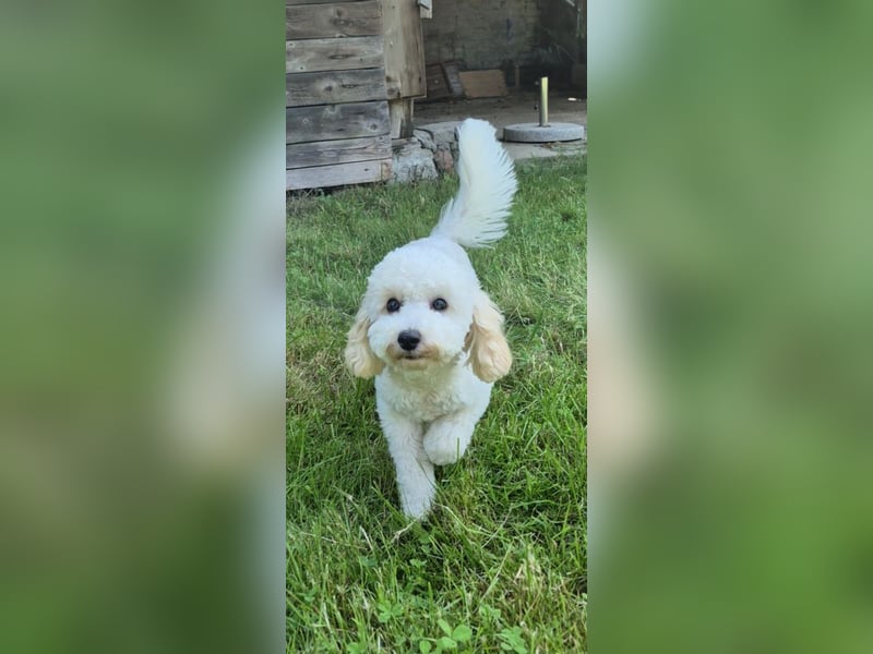 Bichon Frise / Pudel