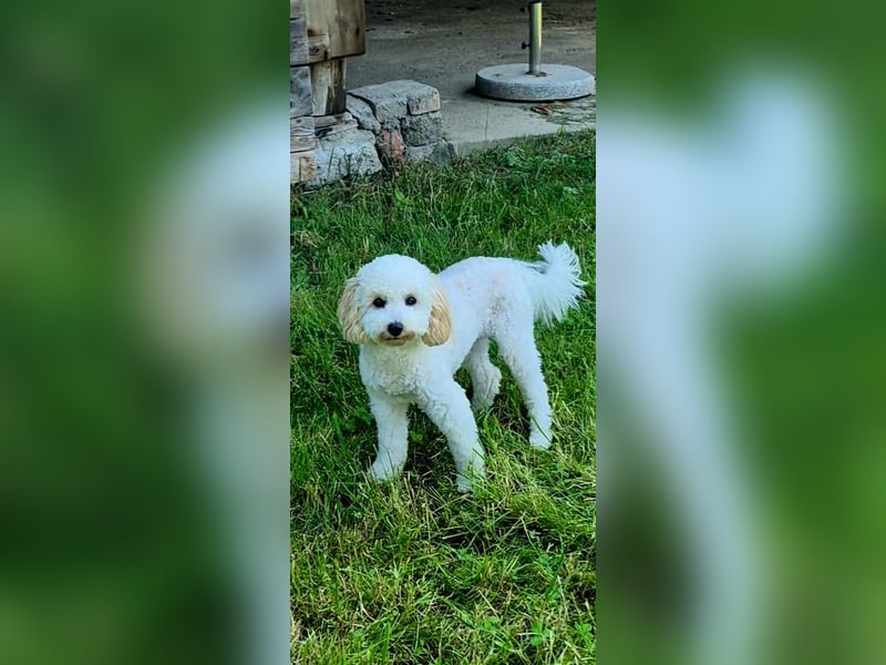 Bichon Frise / Pudel