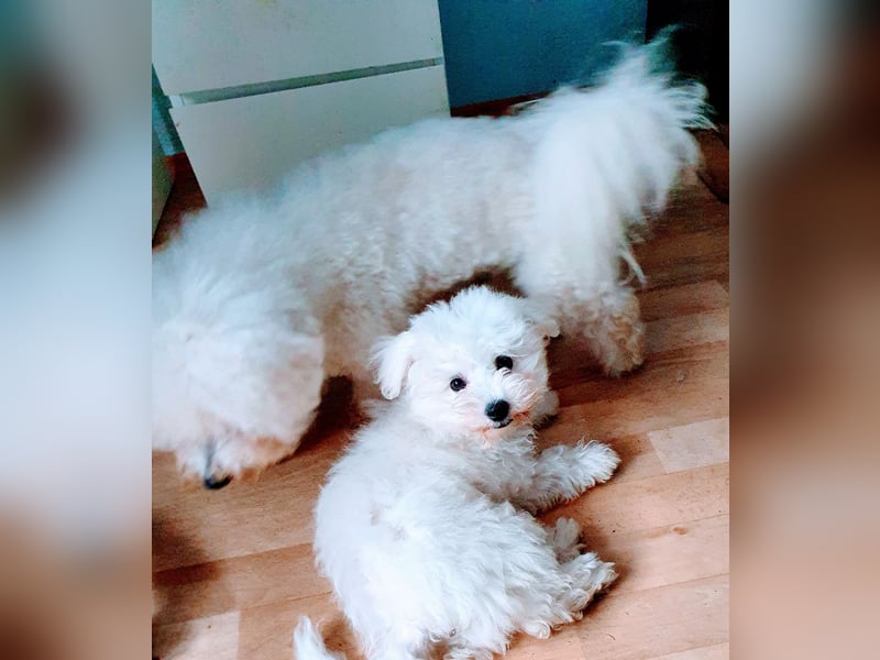 Liebe Bichon frise Welpen