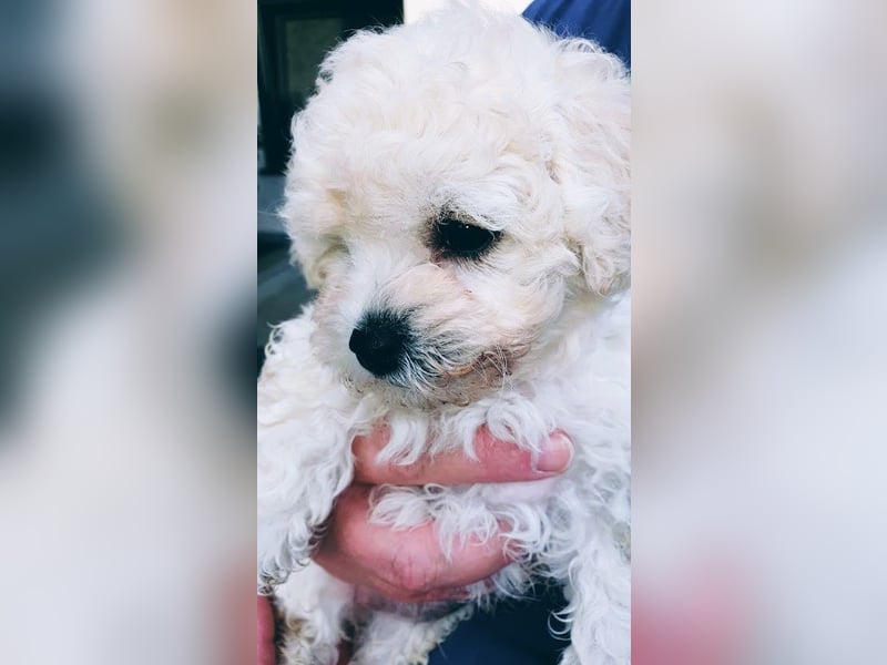 Liebe Bichon frise Welpenbegrüße
