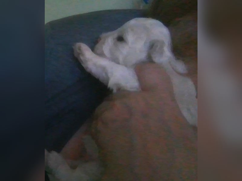 Liebe Bichon frise Welpenbegrüße