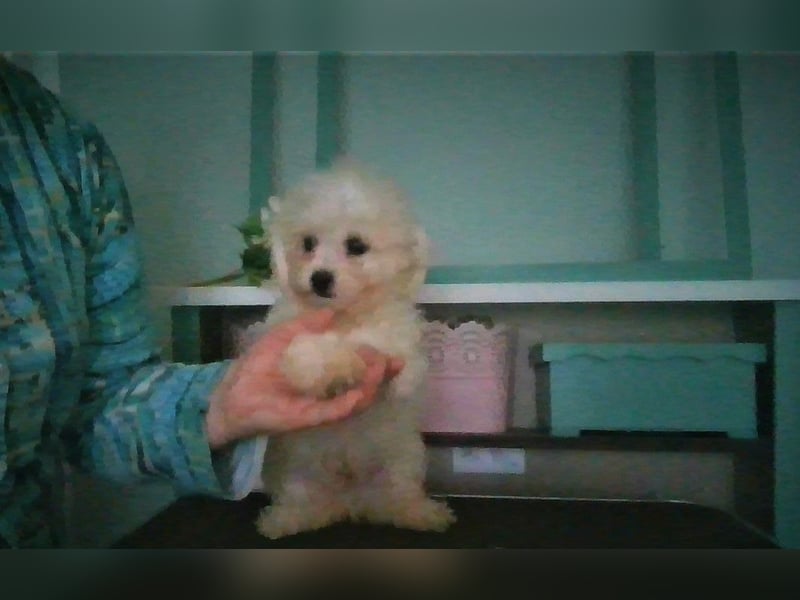Liebe Bichon frise Welpenbegrüße