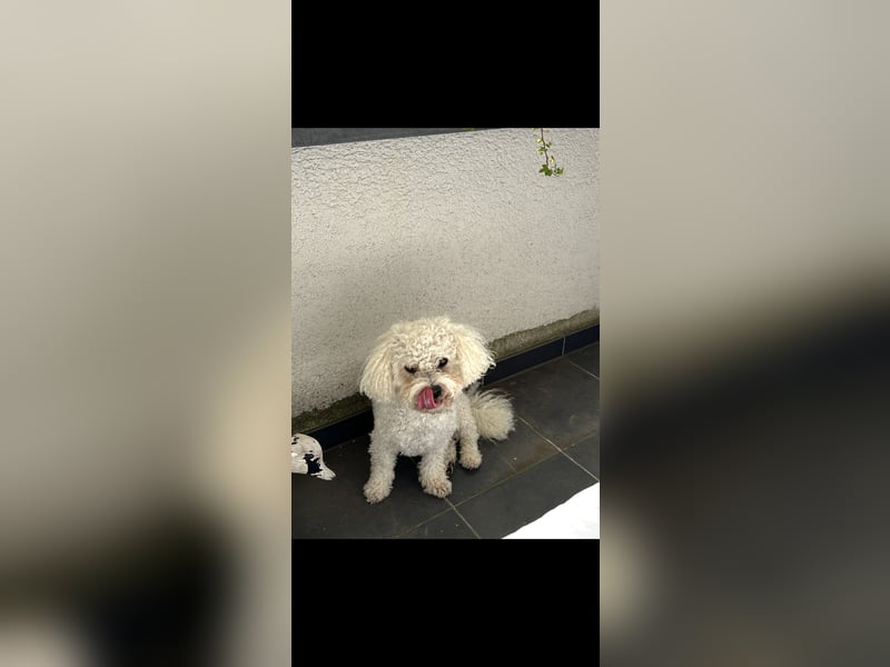 Bichon Frisé Rüde, 7 Jahre