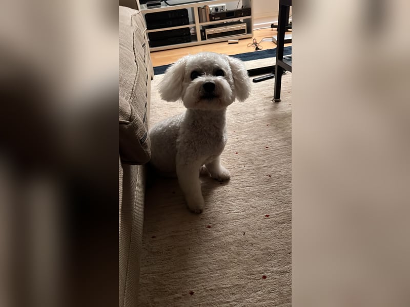 Bichon Frisé Rüde, 7 Jahre