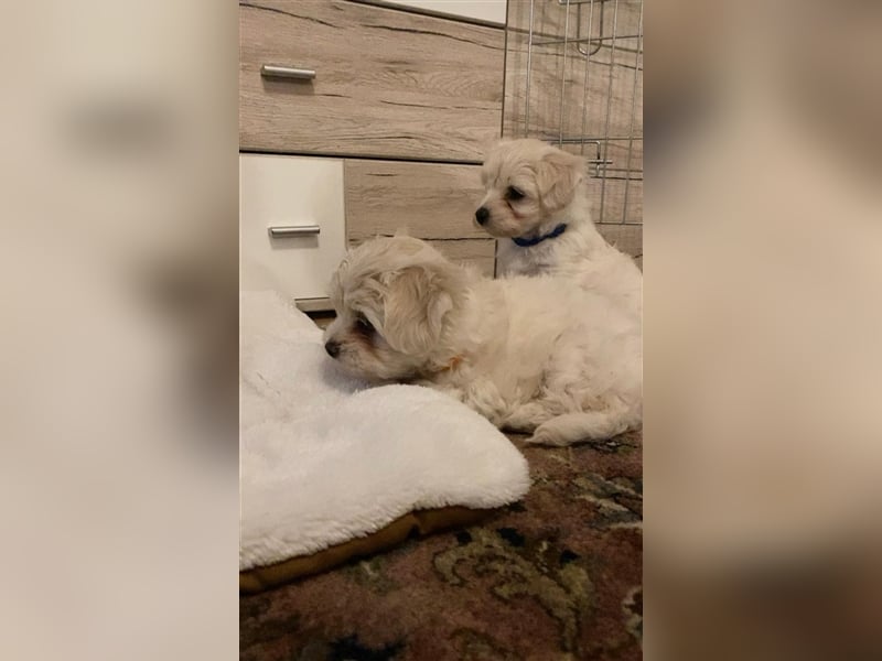 2 malteser (Bichon Frisé) Welpen 8 Wochen alt