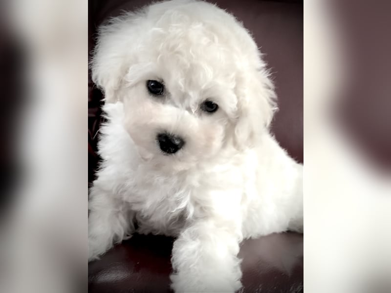 Bichon frise Welpen bildschön - suchen im Juli ein liebes Zuhause