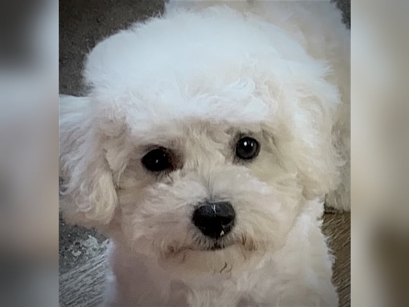 Bichon frise Welpen bildschön - suchen im Juli ein liebes Zuhause