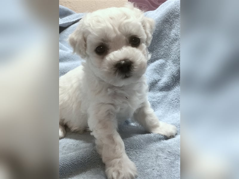 Bichon frise Welpen bildschön - suchen im Juli ein liebes Zuhause