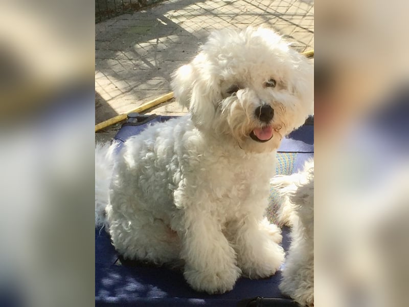 Bichon frise Welpen bildschön - suchen im Juli ein liebes Zuhause