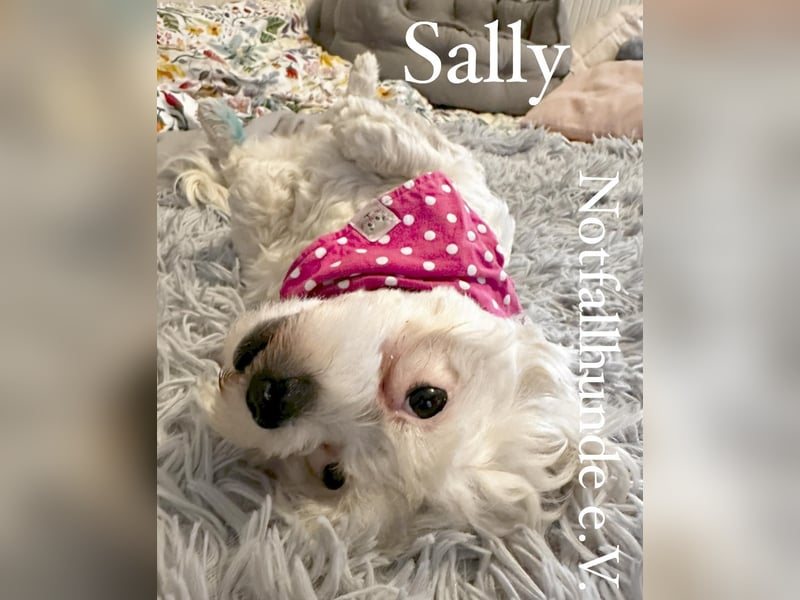 Sally -Bichon Mischling 10mon