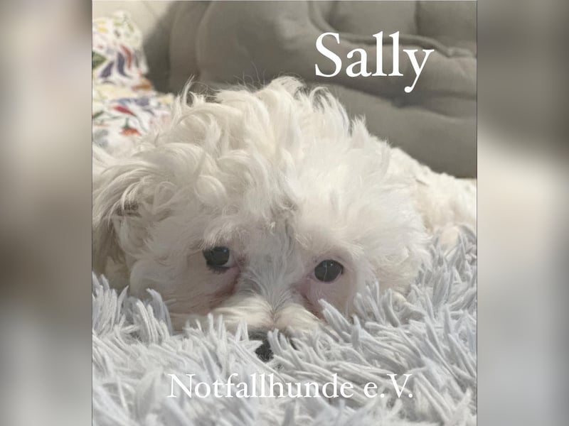 Sally -Bichon Mischling 10mon