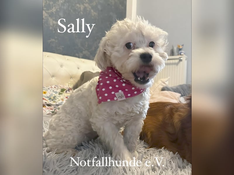 Sally -Bichon Mischling 10mon