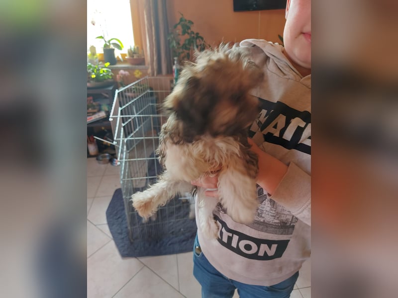 Verkaufe Bichon Chihuahua Welpen
