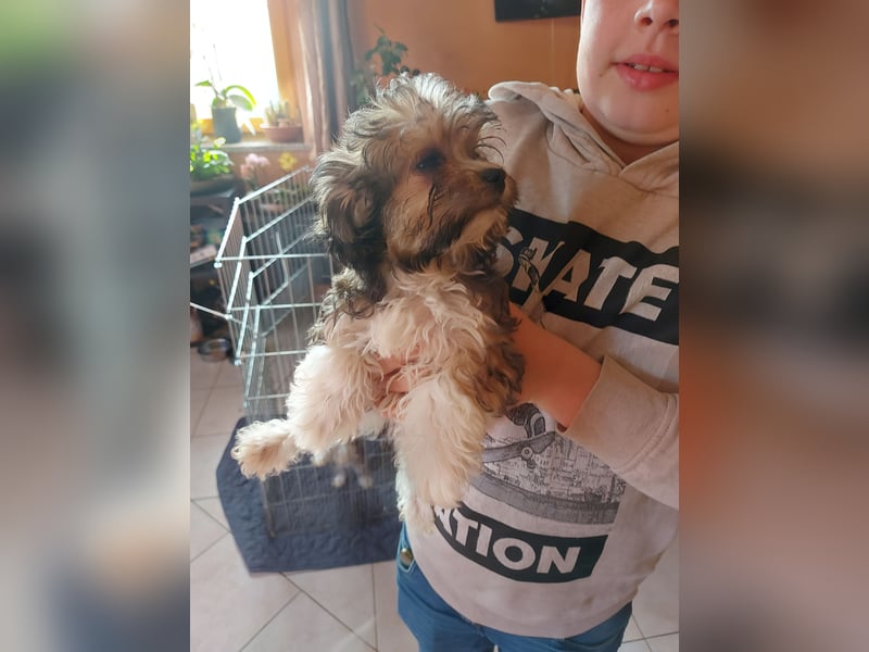 Verkaufe Bichon Chihuahua Welpen