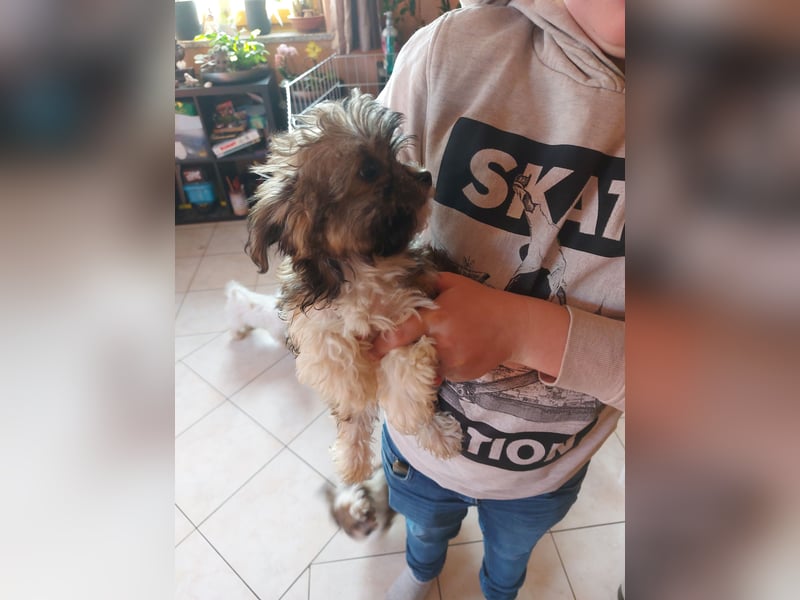 Verkaufe Bichon Chihuahua Welpen
