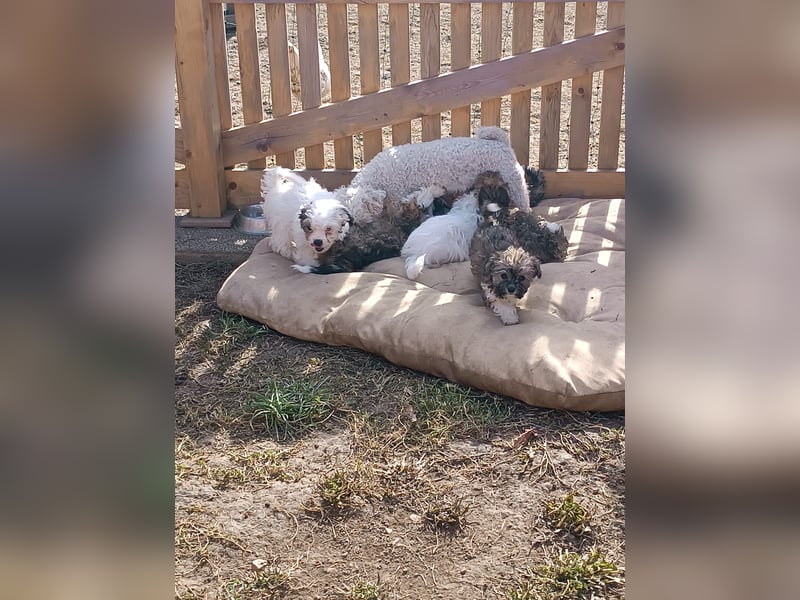 Verkaufe Bichon Chihuahua Welpen