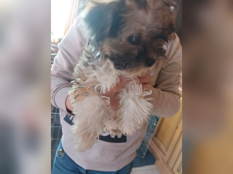 Verkaufe Bichon Chihuahua Welpen