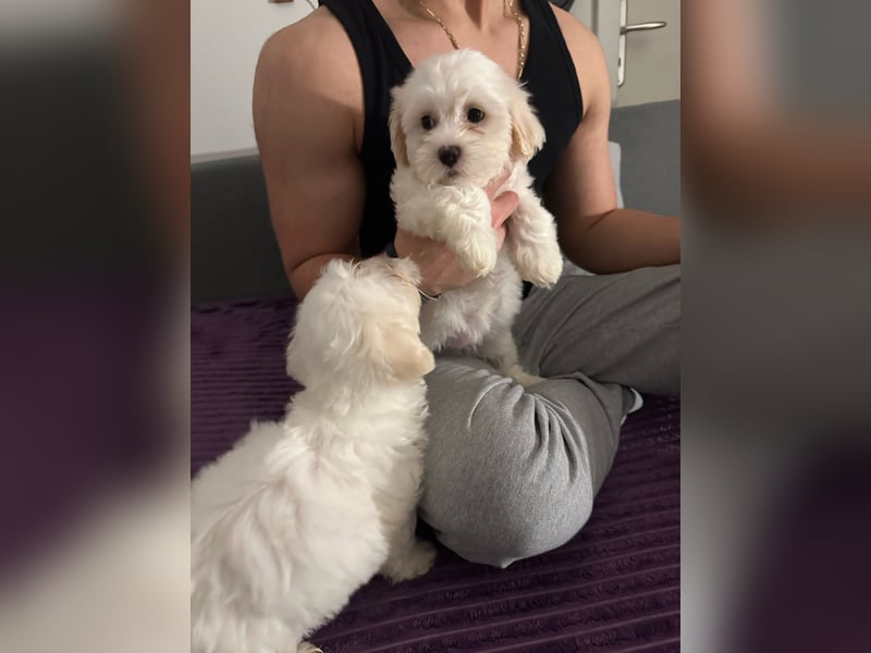 Bichon Frisé Welpen