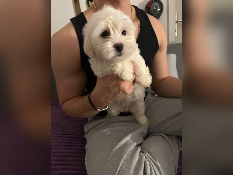 Bichon Frisé Welpen