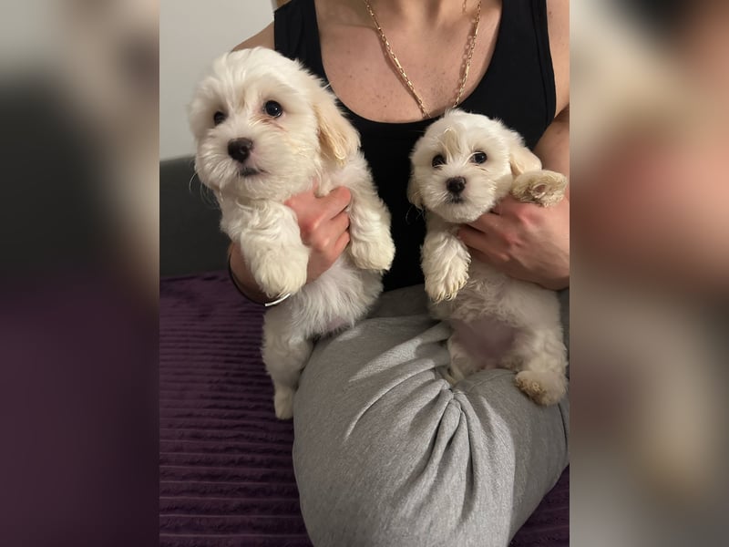 Bichon Frisé Welpen