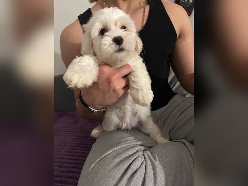 Bichon Frisé Welpen
