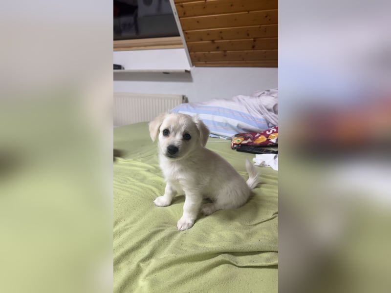 Bichon Malteser