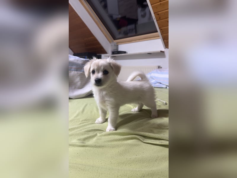 Bichon Malteser