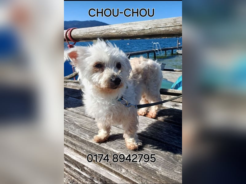 SWEETY und CHOU CHOU suchen liebe Menschen