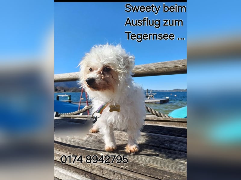 SWEETY und CHOU CHOU suchen liebe Menschen