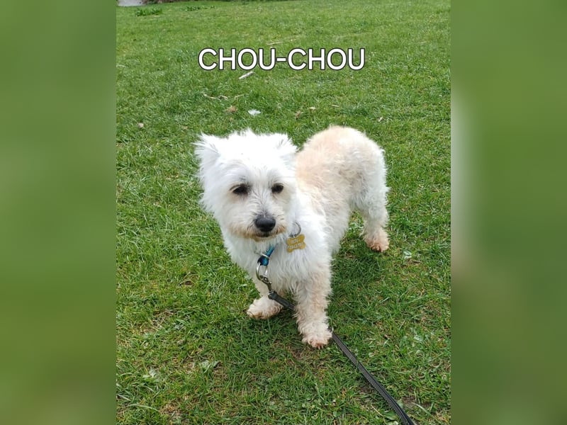 CHOU CHOU sucht liebe Menschen