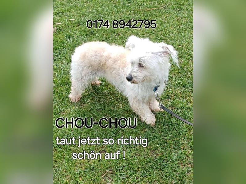 CHOU CHOU sucht liebe Menschen