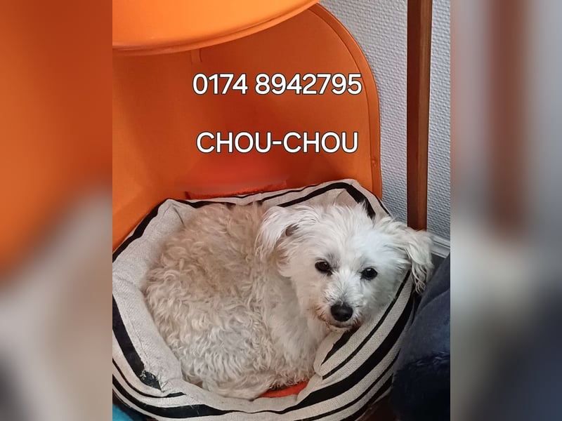 CHOU CHOU sucht liebe Menschen