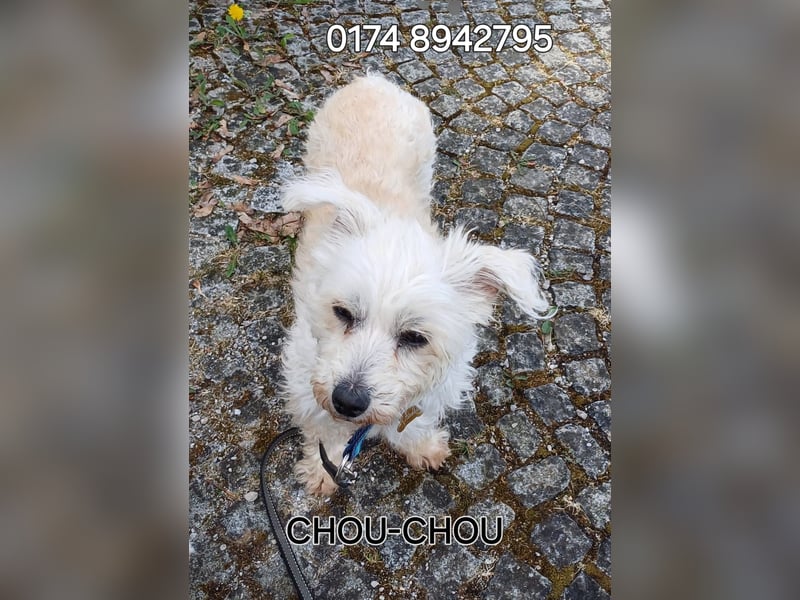 CHOU CHOU sucht liebe Menschen