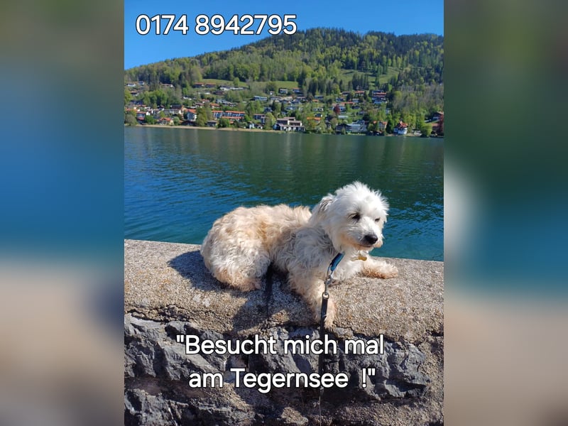 CHOU CHOU sucht liebe Menschen