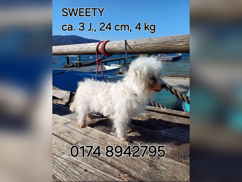 SWEETY und CHOU CHOU suchen liebe Menschen