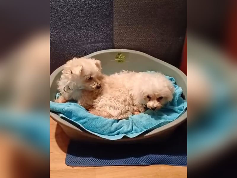 SWEETY und CHOU CHOU suchen liebe Menschen
