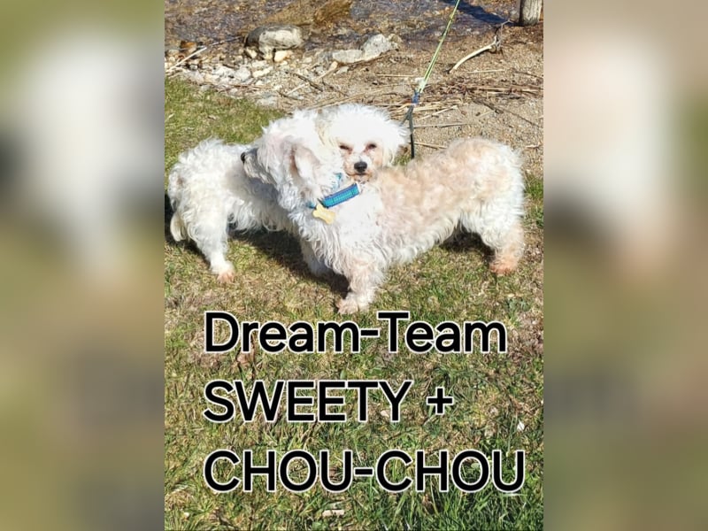 SWEETY und CHOU CHOU suchen liebe Menschen