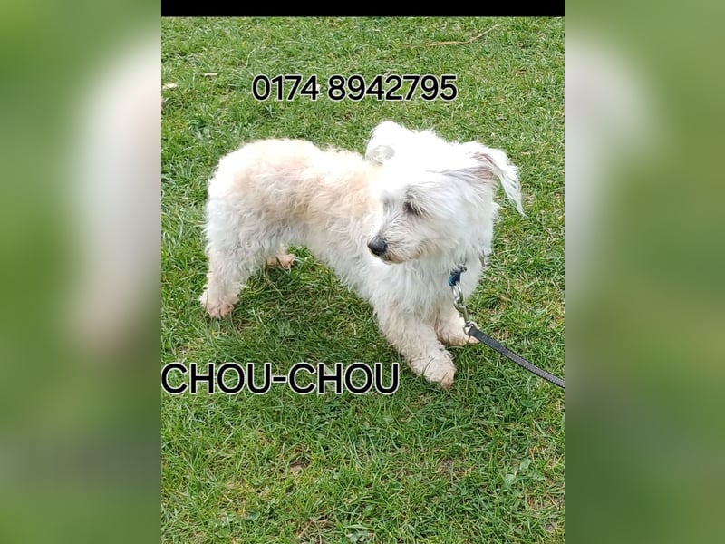 SWEETY und CHOU CHOU suchen liebe Menschen