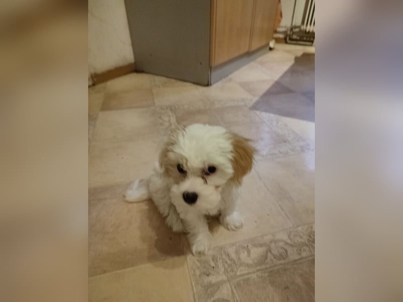 Bichon Malteser Weibchen 8Wochen