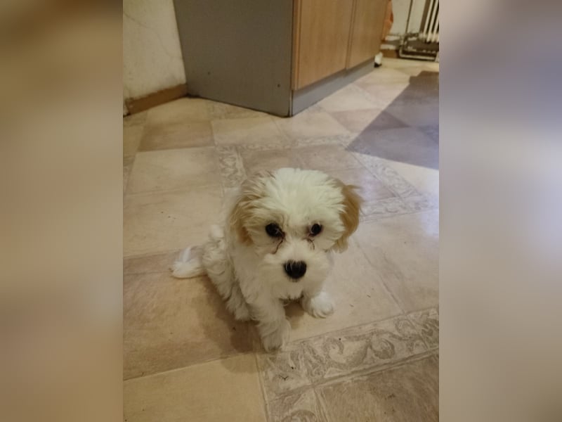 Bichon Malteser Weibchen 8Wochen