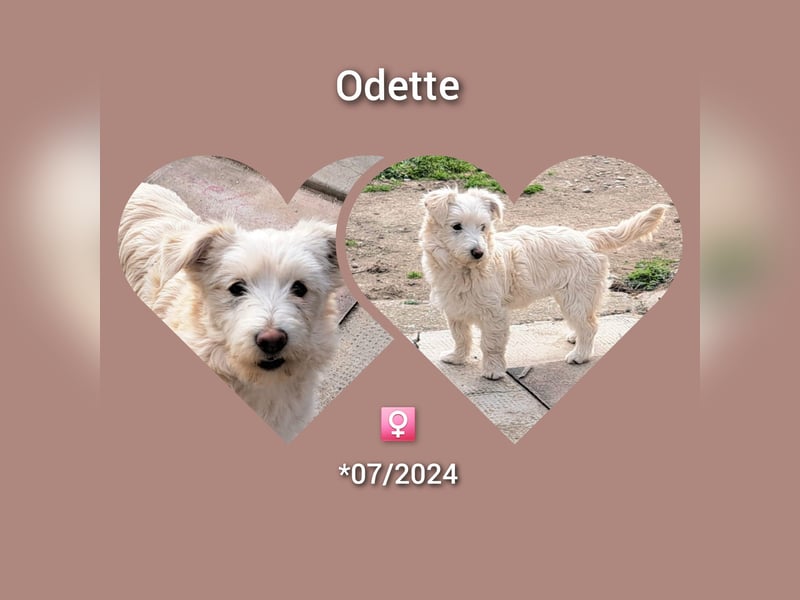 Bichon-Mix Odette lebt i Rumänien bei einer Pflegefamilie