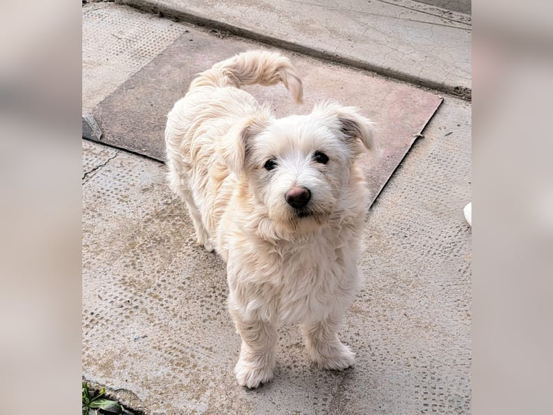 Bichon-Mix Odette lebt i Rumänien bei einer Pflegefamilie