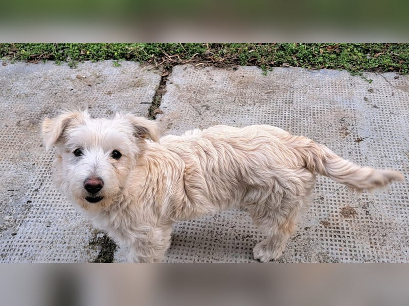 Bichon-Mix Odette lebt i Rumänien bei einer Pflegefamilie