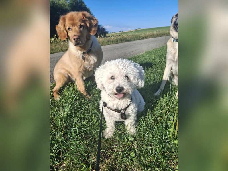 Nala - anhänglich&verschmust