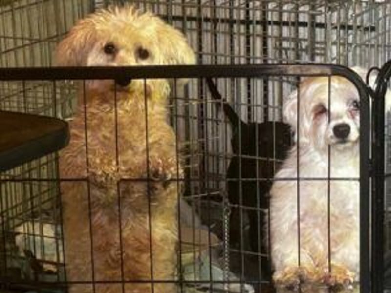 Mira: Bichon-Mix neu im Tierheim