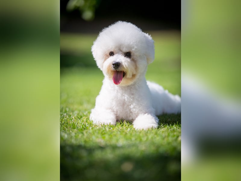 Bichon Frisé Hündin 10 Monate