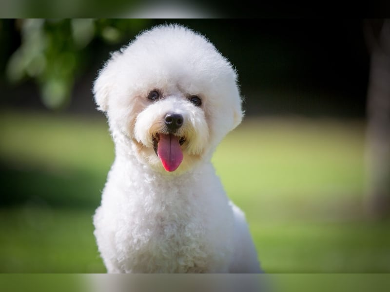 Bichon Frisé Hündin 10 Monate