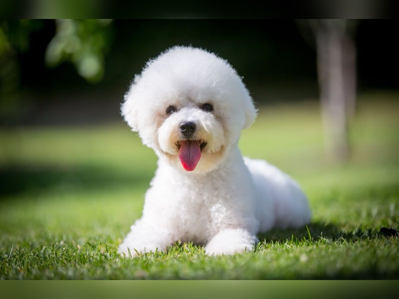 Bichon Frisé Hündin 10 Monate