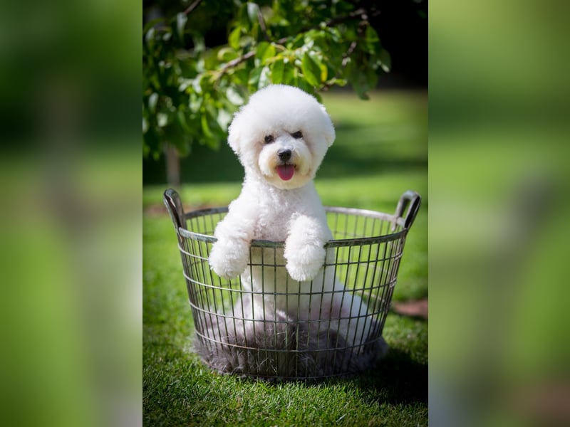 Bichon Frisé Hündin 10 Monate